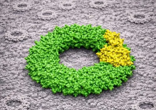 New finding: Peroxiredoxins form hybrid complexes