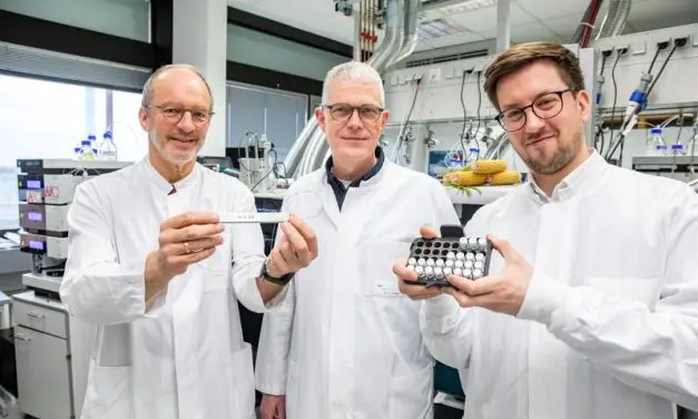 MHH researchers discover microprotein that repairs heart after infarction