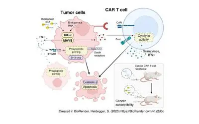 Munich researchers decipher resistance of tumors to CAR-T cells