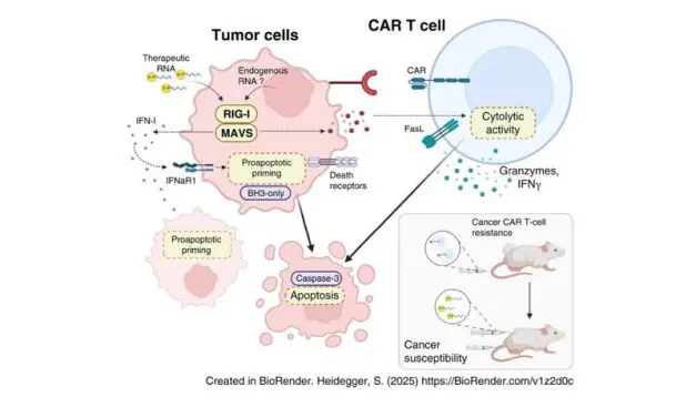 Munich researchers decipher resistance of tumors to CAR-T cells
