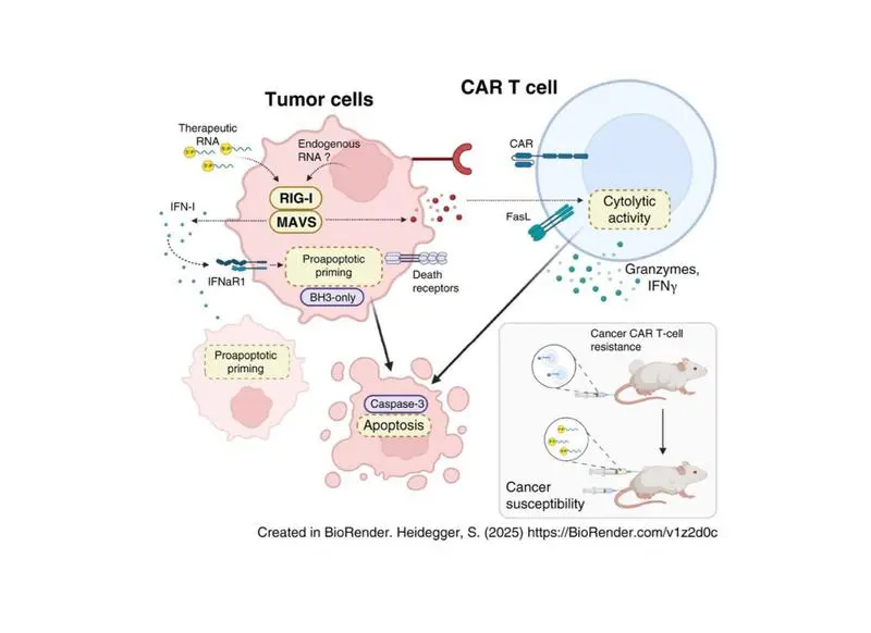 Munich researchers decipher resistance of tumors to CAR-T cells