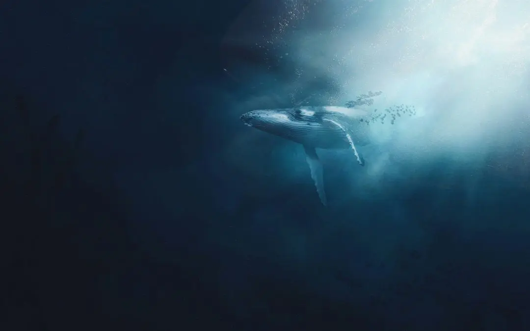 Blood values in the blue whale (Balaenoptera musculus)