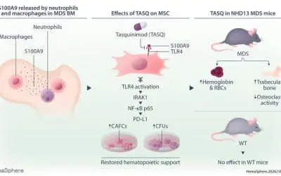 New therapeutic approach against myelodysplastic neoplasms (MDS)