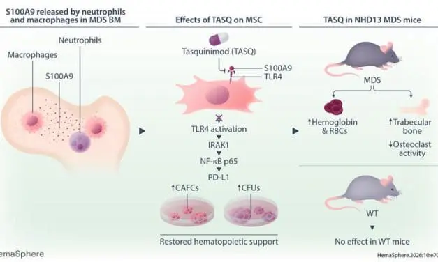New therapeutic approach against myelodysplastic neoplasms (MDS)