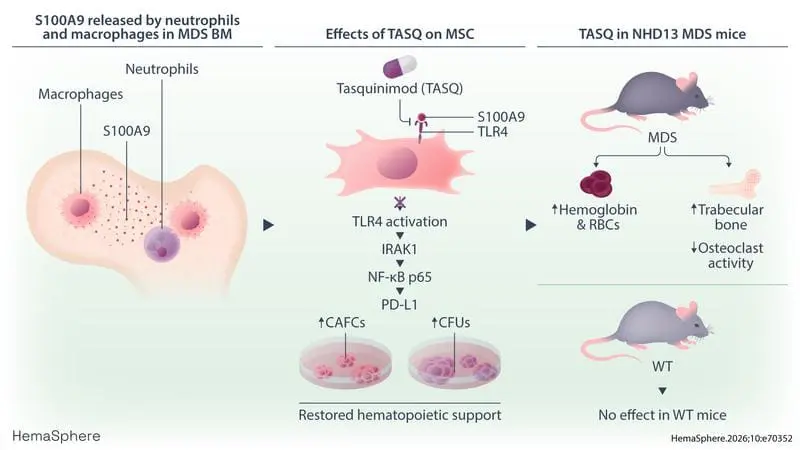 New therapeutic approach against myelodysplastic neoplasms (MDS)