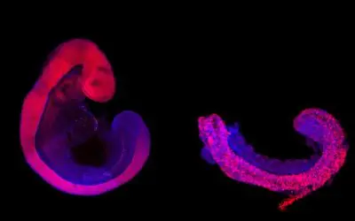 Integrated ethics to enable responsible research with embryonic stem cell models