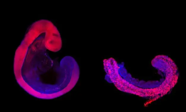 Integrated ethics to enable responsible research with embryonic stem cell models