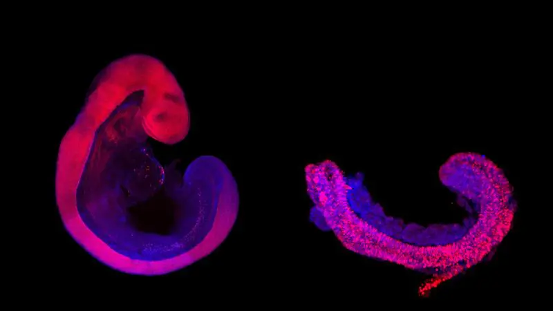 Integrated ethics to enable responsible research with embryonic stem cell models