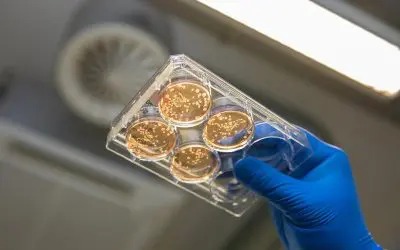 MHH develops bioreactors for the production of millions of human macrophages