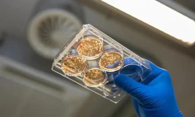 MHH develops bioreactors for the production of millions of human macrophages