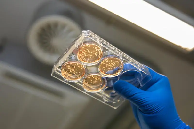 MHH develops bioreactors for the production of millions of human macrophages