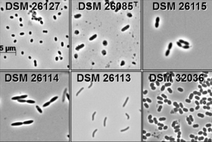 DSMZ: More microbiomes for global research