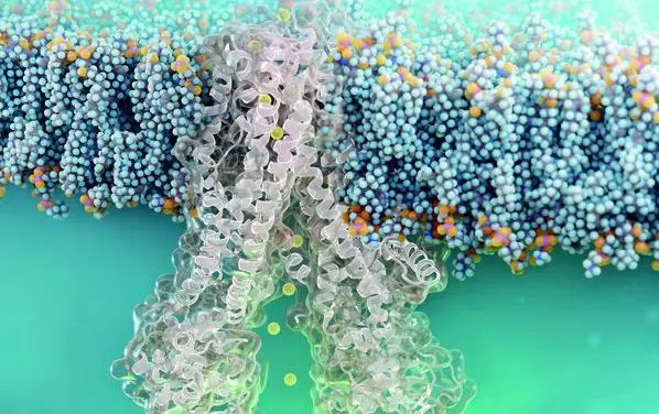 Nanobody penetrates cells and repairs defective CFTR channel in cystic fibrosis