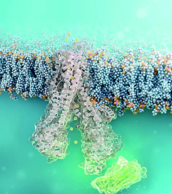 Nanobody penetrates cells and repairs defective CFTR channel in cystic fibrosis