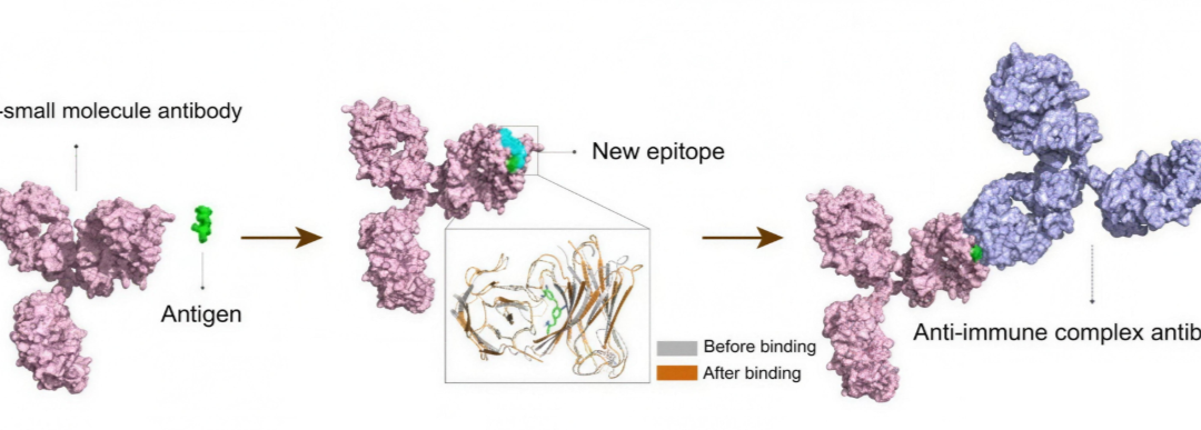 Redefining Small Molecule Analytics: Bridging the Gap Between LC–MS/MS and Immunoassays