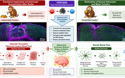 Active ingredient could restore movement after stroke even days later