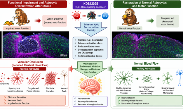 Active ingredient could restore movement after stroke even days later