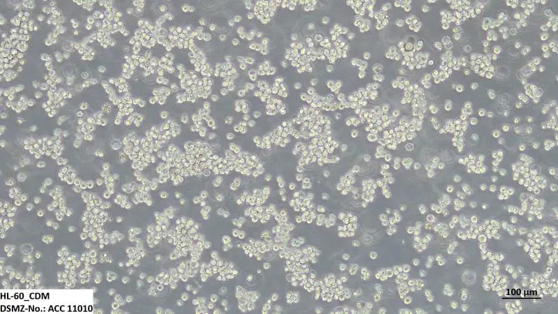 DSMZ Provides First Animal-Component-Free Cancer Cell Lines for Research