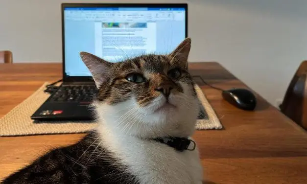 And that’s not all: Cats make virtual meetings more human
