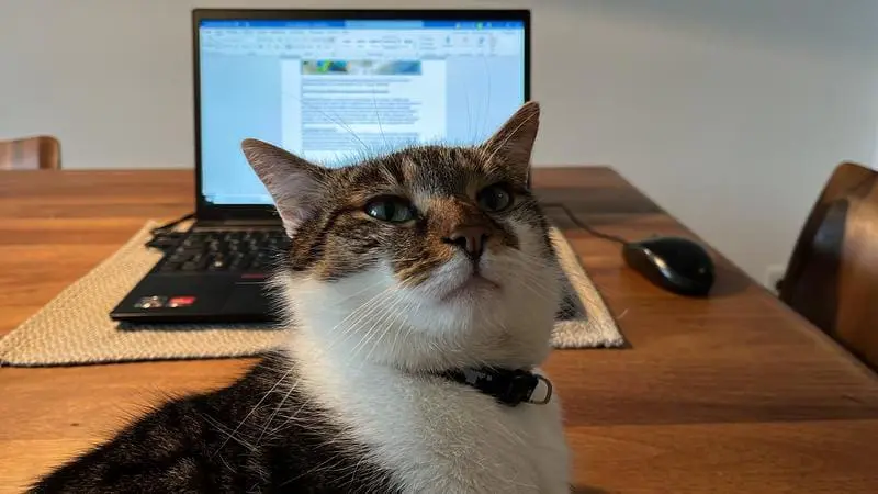 And that’s not all: Cats make virtual meetings more human