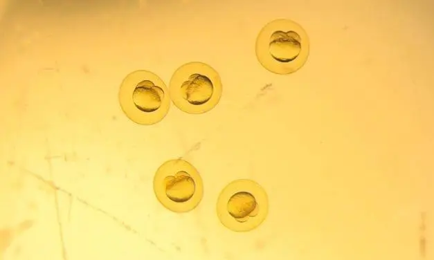 Keratin essential for embryonic development