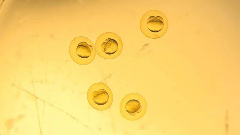 Keratin essential for embryonic development