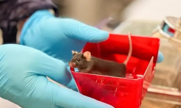UZH researchers correct genetic epilepsy mutation directly in the mouse brain