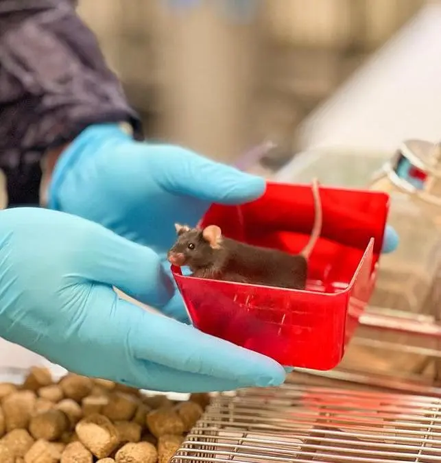 UZH researchers correct genetic epilepsy mutation directly in the mouse brain
