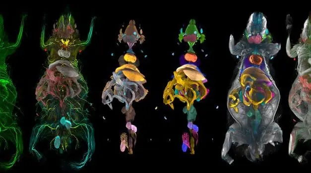 AI tool maps disease-related changes in the entire mouse body for the first time