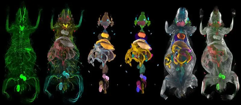 AI tool maps disease-related changes in the entire mouse body for the first time