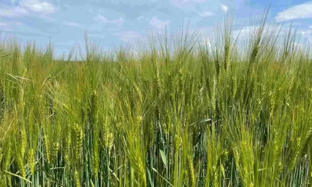 nanoLC-MS/MS analysis detects gluten residues in some “gluten-free” barley beers
