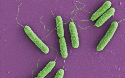 Sepsis claims around 211,000 deaths in Germany – per year