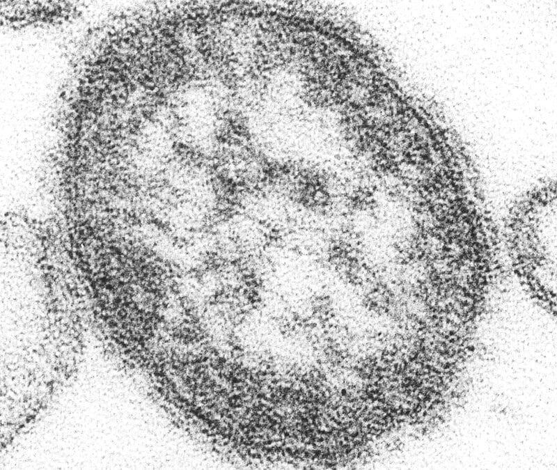 Measles: Vaccination gaps in small children alarm health insurance companies